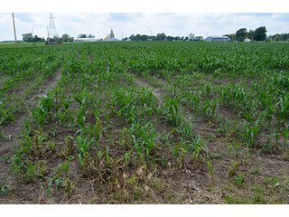 Property photo 127 - LAND AUCTION - 700+/- ACRES OFFERED IN 16 TRACTS IN ALLEN COUNTY, INDIANA